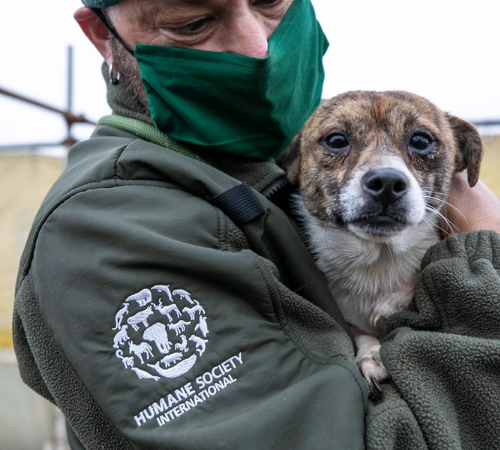 Humane Society International: salvati quasi 200 cani