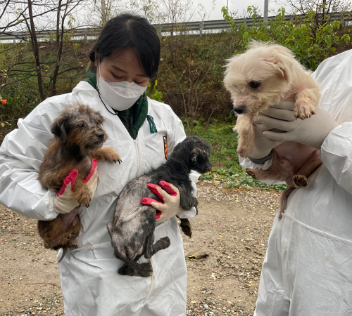 Corea: oltre 100 cani salvati da un allevamento illegale