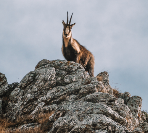 Giornata della fauna selvatica: arriva il report di Legambiente